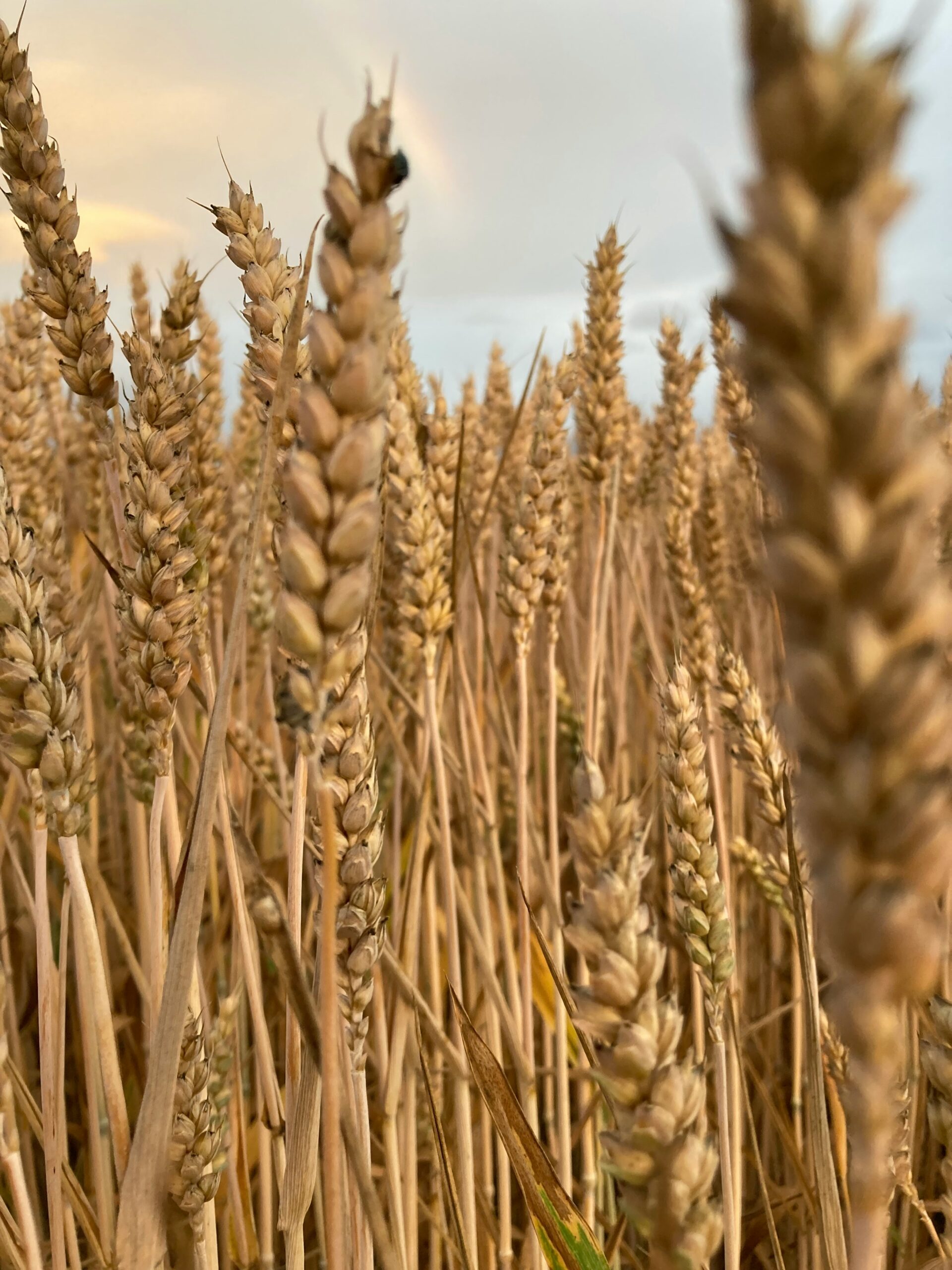 Ukraine’s Grain Exports and Developments